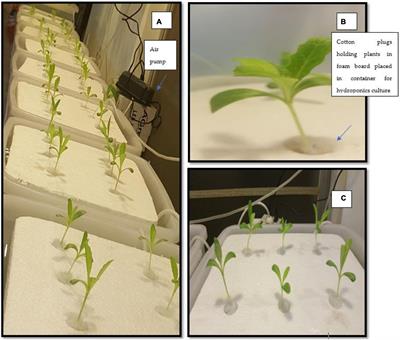 Hydroponics and elicitation, a combined approach to enhance the production of designer secondary medicinal metabolites in Silybum marianum